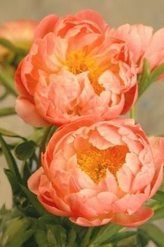 two pink flowers with green leaves in the background