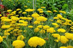 many yellow flowers are growing in the garden