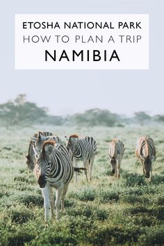 zebras walking in the grass with text that reads, etosha national park how to plan a trip namibia