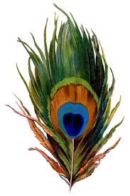 a close up of a peacock feather on a white background