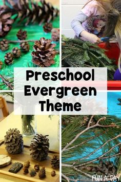 pine cones and branches are arranged on the table with text overlay that reads preschool evergreen theme