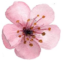 a pink flower is shown on a white background