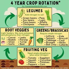 four year crop rotation poster with instructions for growing vegetables in the ground, including carrots and broccoli