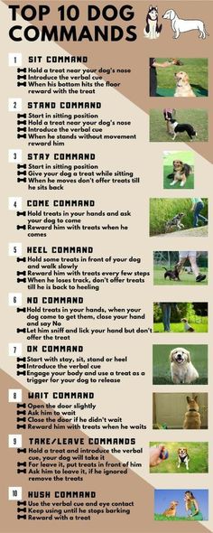 Dog commands Puppies Tips, Trening Abs, Baymax