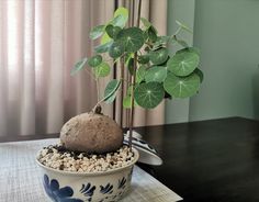 a potted plant sitting on top of a table