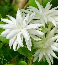 white flowers with green leaves in the background