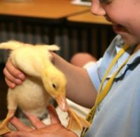 a person holding a duck in their hand