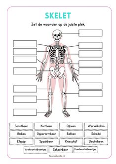 the skeleton is labeled in german and english, with labels to describe it's functions