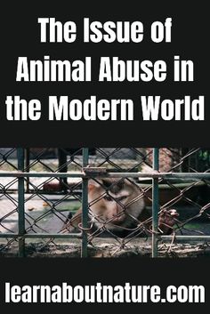 the issue of animal abused in the modern world