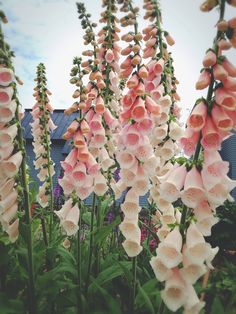 pink and white flowers in front of a house