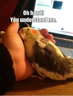 a person holding a bird in front of a laptop computer with the caption oh hand you understand me