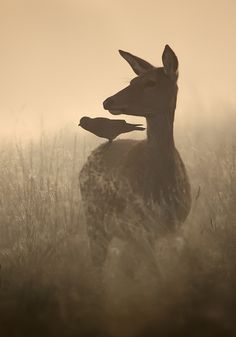 a deer standing in tall grass on a foggy day