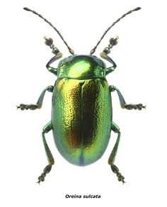 the green beetle is standing on its hind legs