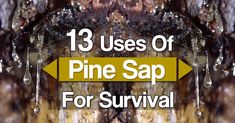 13 Uses Of Sticky Pine Sap For Wilderness Survival And Self-Reliance Pine Resin, Survival Ideas, Bushcraft Skills, Living Skills, Self Reliance, Live Animals, Common Cold, Rat Race, Wilderness Survival