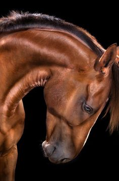 a brown horse with it's head on the back of its hind legs, against a black background