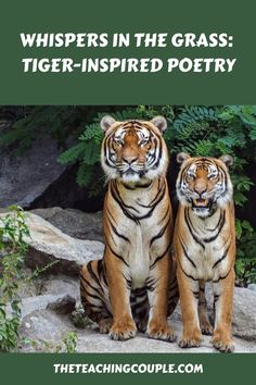 two tigers sitting next to each other with the words whispers in the grass tiger - inspired poetry