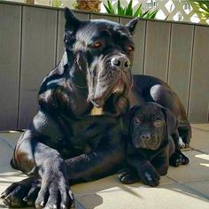 two large dogs laying on the ground next to each other in front of a fence