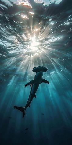 a shark swimming in the ocean with sunlight shining through it