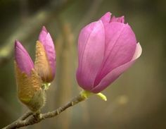 two pink flowers are blooming on a tree branch