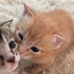 two small kittens cuddle together on a fluffy rug