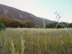 tall grass in the foreground with mountains in the background