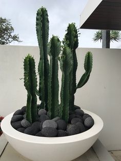 a large cactus in a white bowl with black rocks