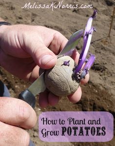 How to Plant and Grow Potatoes www.melissaknorris.com Regrowing Vegetables, Melissa K Norris, Seed Potatoes, Purple Potatoes, Homestead Gardens, Outdoor Deco