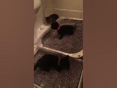 two black dogs sitting in a cage on the floor