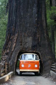 an orange and white vw bus driving through a tunnel in the trunk of a tree