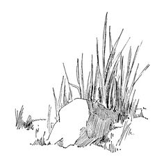 an ink drawing of grass and rocks in the sand, with one rock sticking out from the ground