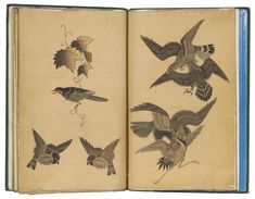 an open book with drawings of birds in flight