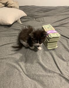 a kitten sitting on top of a bed next to stacks of money