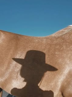 a brown horse with a cowboy hat on it's head