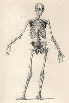 a diagram of the human skeleton and its major skeletal systems, from an old book