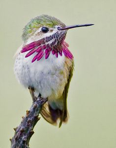 a hummingbird perched on top of a tree branch