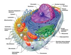 the structure of an animal cell