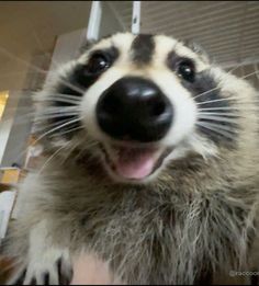 a close up of a raccoon with its mouth open