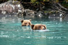 two brown bears swimming in the water near rocks