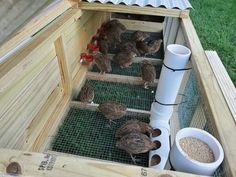 several chickens in a small coop eating out of a white bowl next to a cup