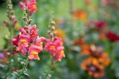 pink and yellow flowers in a field with green grass