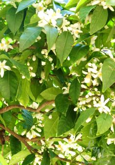 a tree with white flowers and green leaves