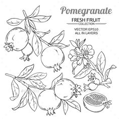 the pomegranate fruit is shown in this hand drawn illustration, and it's ready to be used as a coloring page