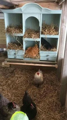 three chickens in a coop with hay on the floor