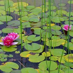 a pink waterlily floating on top of lily pads in a pond with green reeds