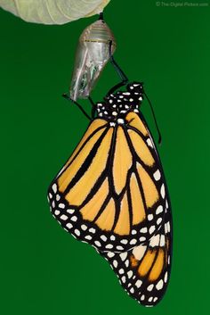 a monarch butterfly hanging upside down from a leaf on a green background with light bulb attached to it's wing