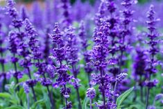 purple flowers are blooming in the garden