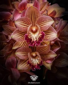 two orchids with red and yellow flowers in the middle