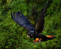 a large black bird flying over a lush green forest