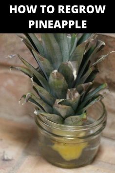 a pineapple in a mason jar with the words how to regrow pineapple