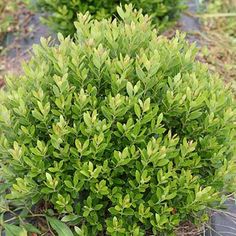 a bush with green leaves growing in the ground